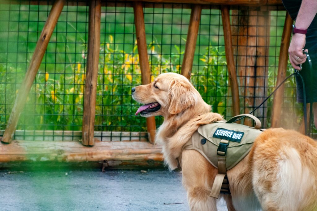Therapy Animals: Bringing Smiles to Others