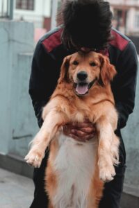 Therapy Animals: Bringing Smiles to Others