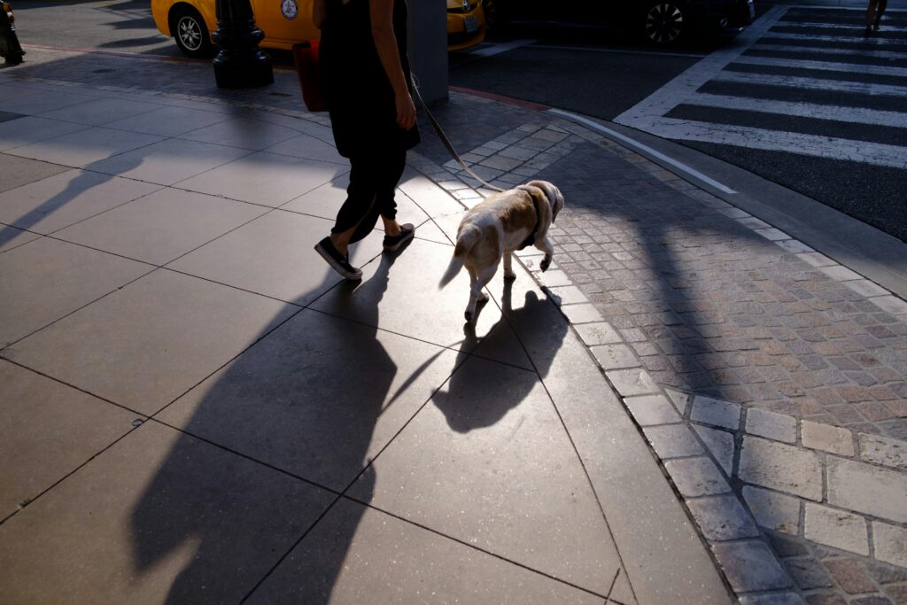 Social Skills on a Leash: How Walks Help Dogs Interact