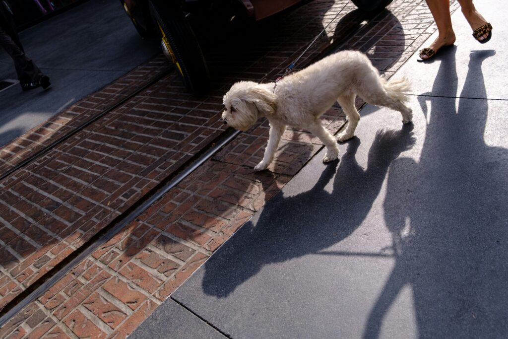 Social Skills on a Leash: How Walks Help Dogs Interact