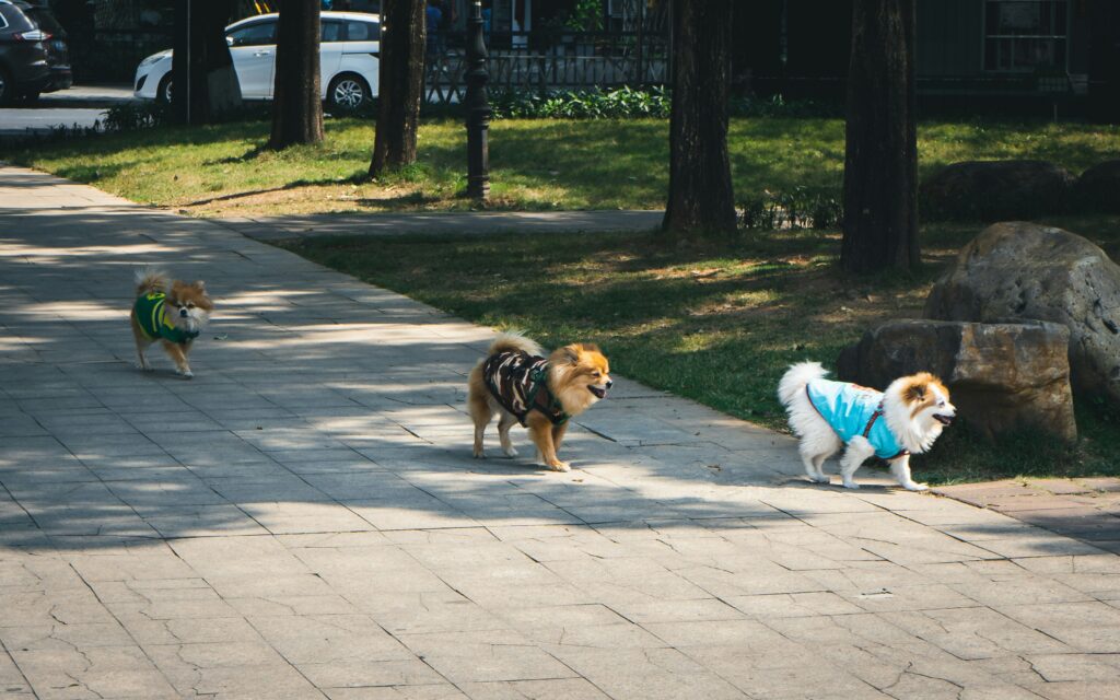 Socializing Adult Dogs: It’s Not Too Late