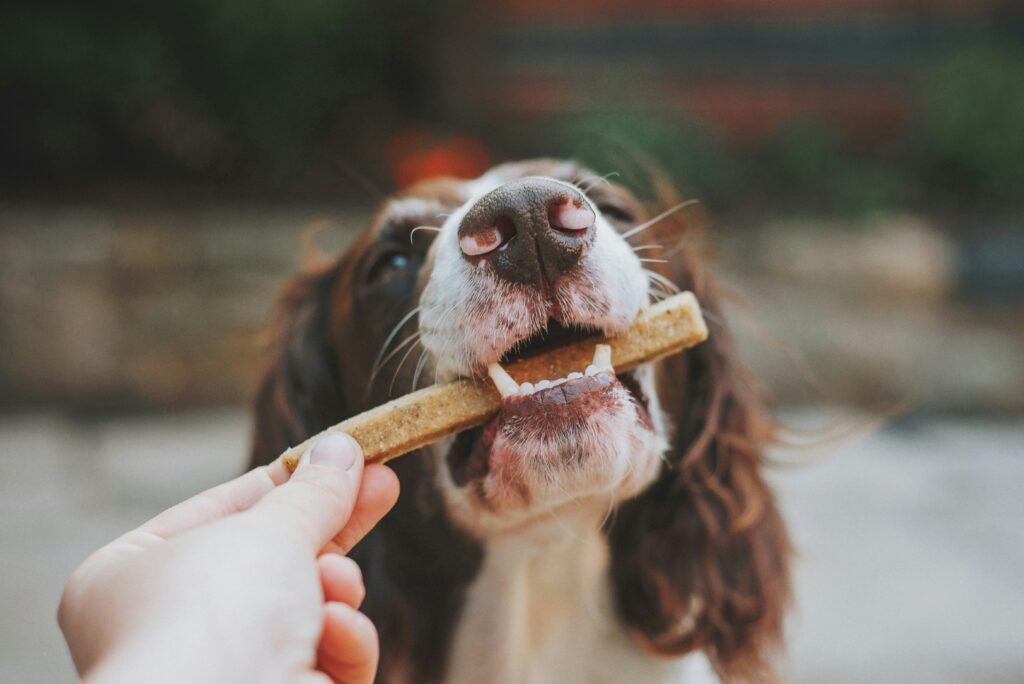 Seaweed for Dogs: A Surprising Source of Vital Nutrients