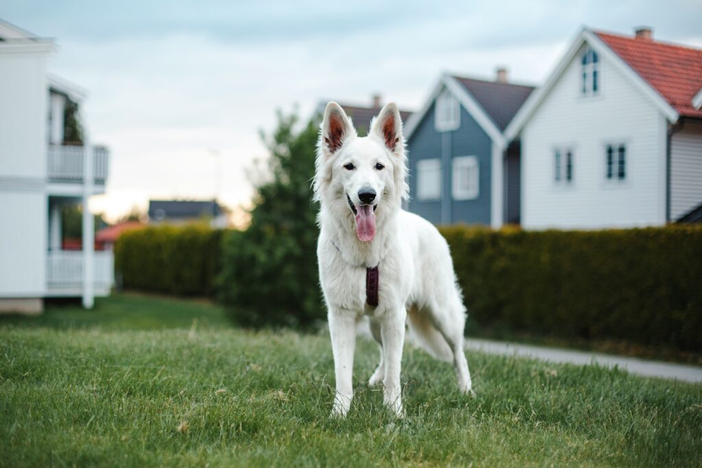 A Day in the Life of a City Dog in Stamford, CT