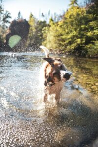 Staying Hydrated: Summer Nutrition and Water Tips for Dogs