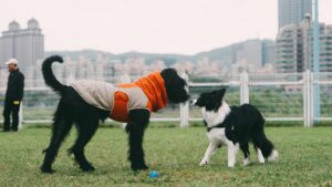 Socializing Adult Dogs: It’s Not Too Late