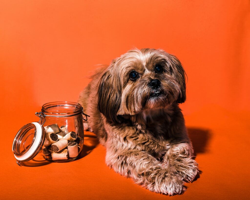 The Problem with ‘Meat By-Products’ in Dog Treats