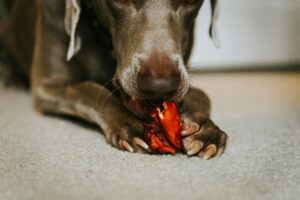 Seaweed for Dogs: A Surprising Source of Vital Nutrients