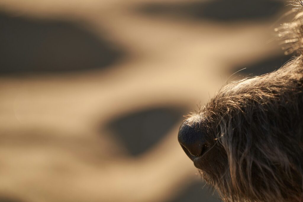 The Nose Knows: How Dogs Detect Illness and Emotions