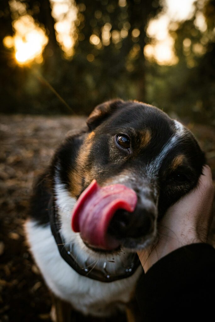 The Role of Touch: How Dogs Use Their Skin and Paws