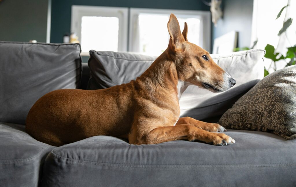 Letting Go Like a Dog: Mindfulness in Release