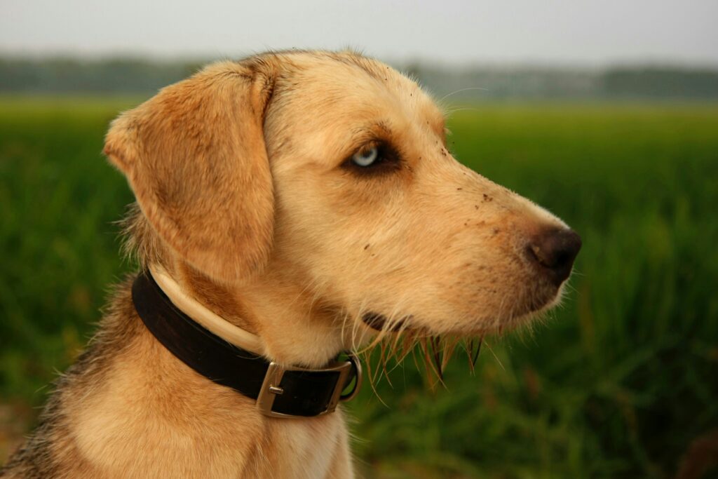 The Role of Touch: How Dogs Use Their Skin and Paws