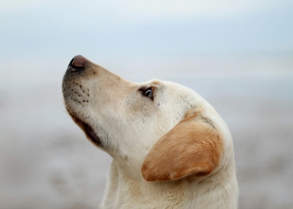 The Role of Touch: How Dogs Use Their Skin and Paws