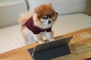 Emotional Intelligence in Dogs: Do They Read Our Minds?