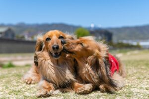 Dogs Who Speak Through Touch: Affection in Every Paw and Nose Nudge