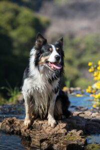 Seasonal Adventures for Your Dog’s Bucket List