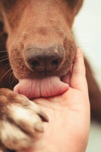 Dogs Who Speak Through Touch: Affection in Every Paw and Nose Nudge