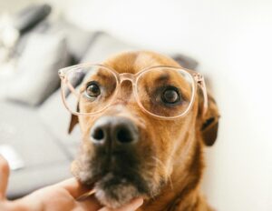Emotional Intelligence in Dogs: Do They Read Our Minds?