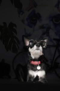 Balto: The Hero of the Great Serum Run