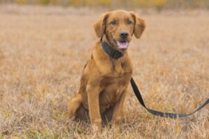 Hardworking Herders: Cattle & Sheep Dogs