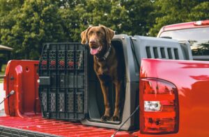 Hardworking Herders: Cattle & Sheep Dogs