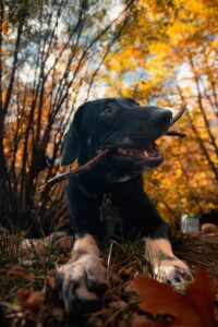 Outdoor Hazards Dogs Face in Fall