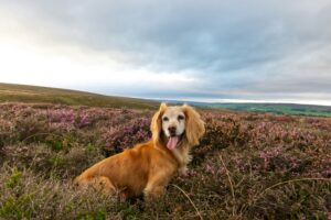 Hardworking Herders: Cattle & Sheep Dogs