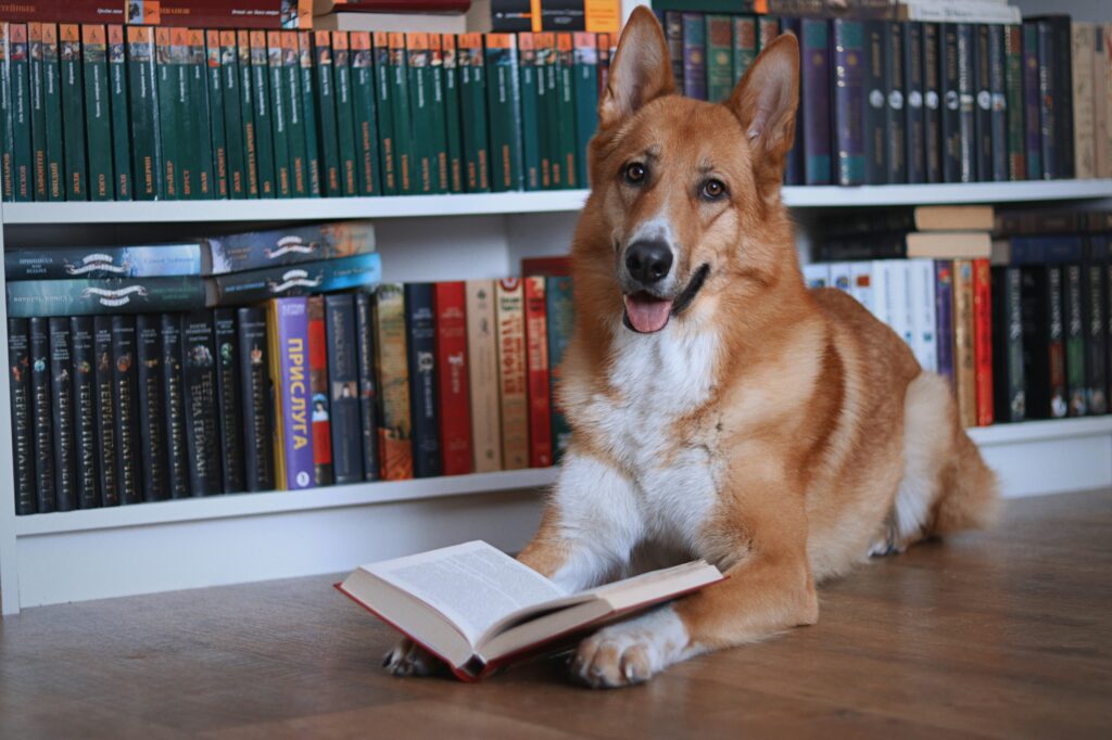 Emotional Intelligence in Dogs