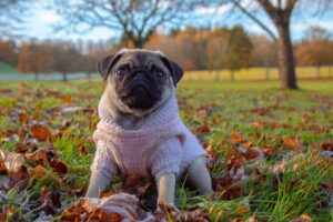 Winter Exercise and Enrichment for Dogs