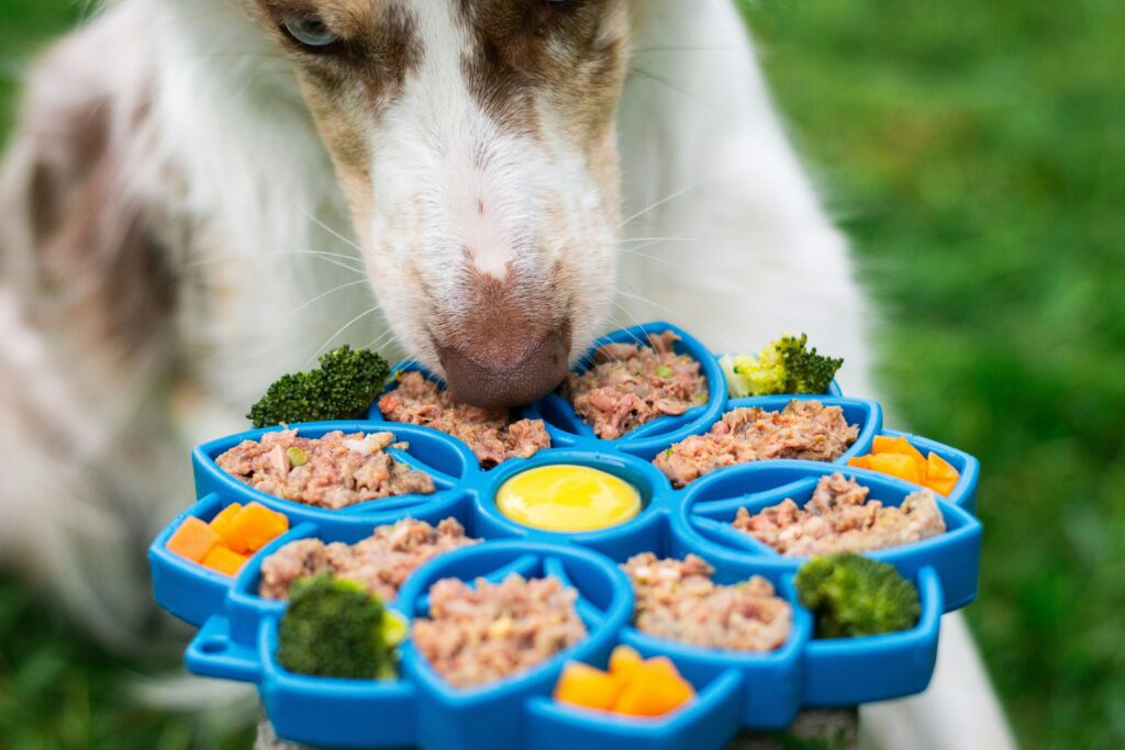 Best Food for Puppies