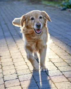 Fall Transitions: Preparing Dogs for Cooler Months