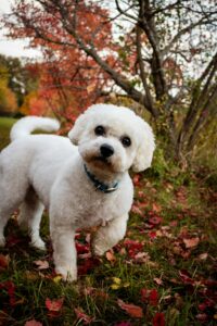 Outdoor Hazards Dogs Face in Fall