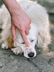 The Power of Supplements: Glucosamine, Omega-3s & More