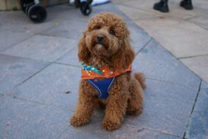 Should You Dress Up Your Dog for Halloween?