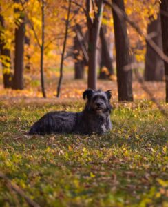 Fall Foods That Can Worsen Dog Allergies