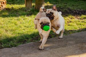 Friends Who Play Together: The Importance of Social Play for Dogs