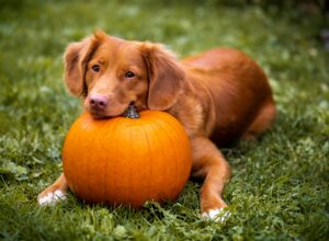 Should You Dress Up Your Dog for Halloween?