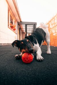 Friends Who Play Together: The Importance of Social Play for Dogs
