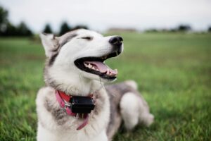 Reducing Stress for Both Dog and Owner