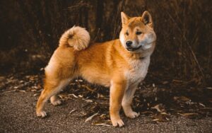 Outdoor Hazards Dogs Face in Fall
