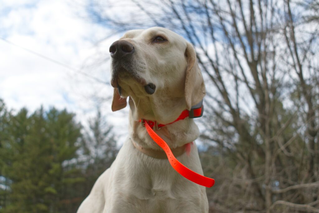 Reducing Stress for Both Dog and Owner