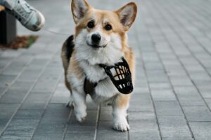 Reducing Stress for Both Dog and Owner