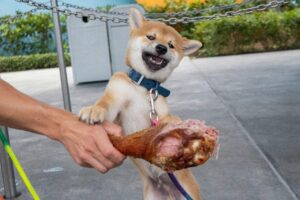 Best Food for Puppies