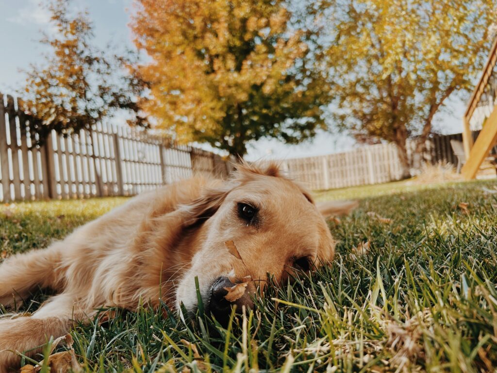 Outdoor Hazards Dogs Face in Fall