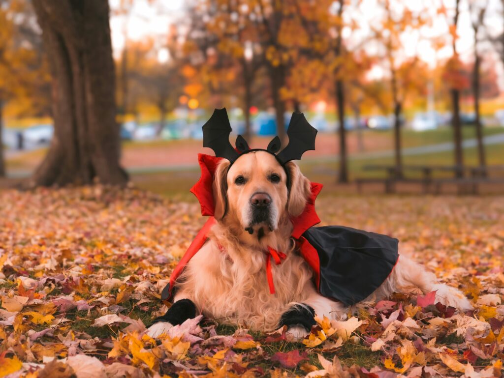 Should You Dress Up Your Dog for Halloween?