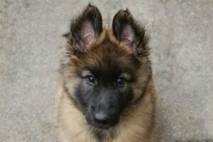 Emotional Intelligence in Dogs