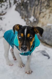 Winter Exercise and Enrichment for Dogs