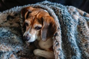 Winter Exercise and Enrichment for Dogs