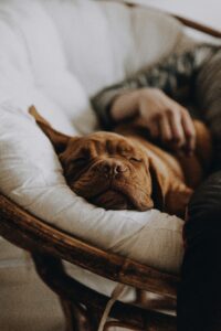 Weather and Naps: How Seasons Affect Dog Sleep