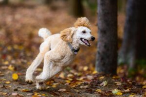 🍂 Fall Fun with Your Dog in Stamford, CT