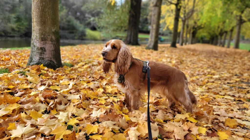 🍂 Fall Fun with Your Dog in Stamford, CT